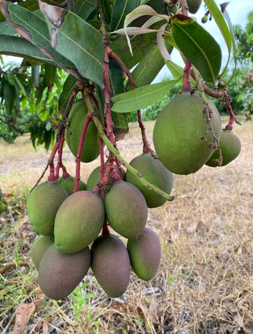 Mango Tommy Atkins Orgánico